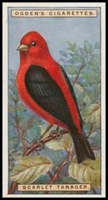 41 Scarlet Tanager